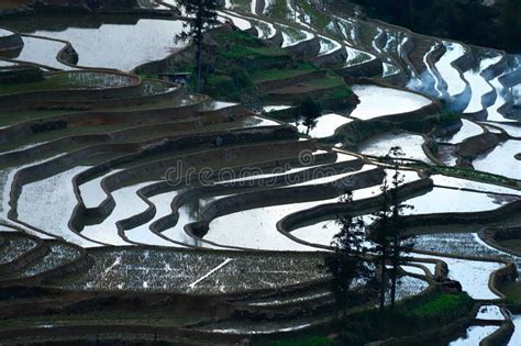 The Famous Terraced Rice Fields Of Yuanyang In Yunnan Province In China