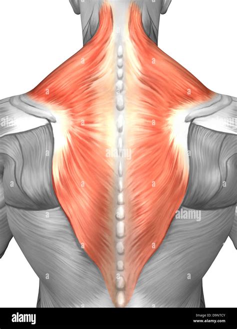 Muscles Of The Back And Neck Splenius Capitis Muscle Trapezius Stock