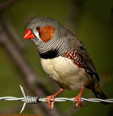 17 Best Images About Zebra Finches On Pinterest Pets To Find Out And