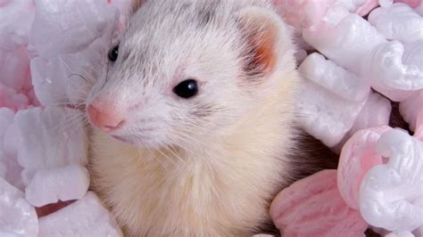 15 Furry Ferret Facts For National Ferret Day Mental Floss