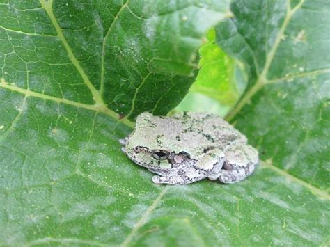 Gray Tree Frog In The Vegetable Garden Tree Frogs Gray Tree Frog