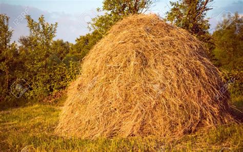 hay pile as an agricultural farm and farming symbol of harvest time with dried grass straw as a