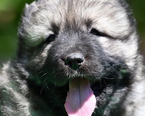 Breed Review Caucasian Shepherd Dog 21 Pics Page 3 Of 7 Pettime