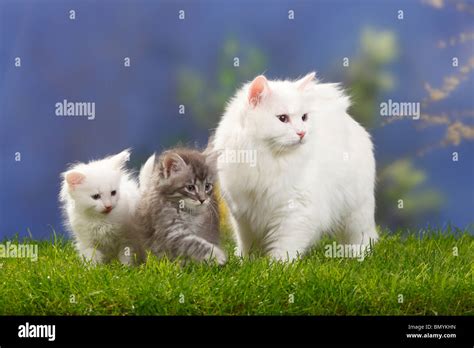 Siberian Forest Cat With Kittens 7 Weeks White And Blue Silver Tabby