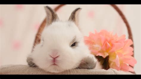 Транскрипция и произношение слова cute в британском и американском вариантах. Grumpy Bunny - Cute and Funny Bunnies Video - YouTube