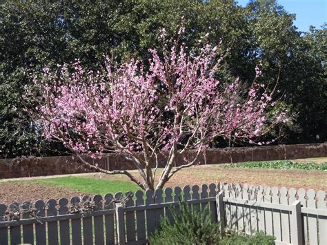 Effects Of Cold On Fruit Trees Walter Reeves The Georgia Gardener