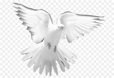 Doves As Symbols Baptism Holy Spirit First Communion Peace