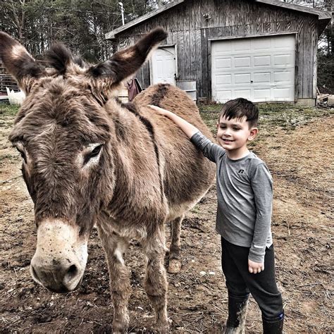 Donkey Listener On Instagram Dixie Found An Amazing New Home Last