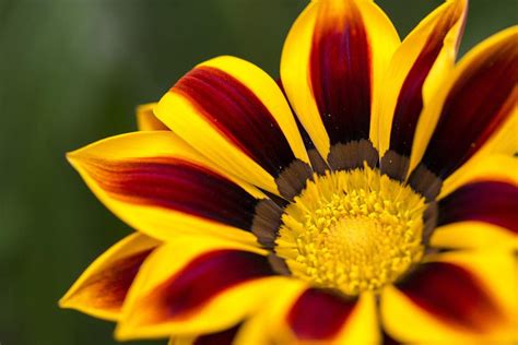 Flower Closeup Nature Free Photo On Pixabay