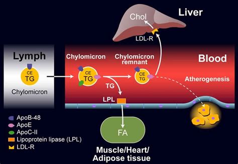 Lipoprotein Function Types Lipoprotein A Test And Lipoprotein Lipase
