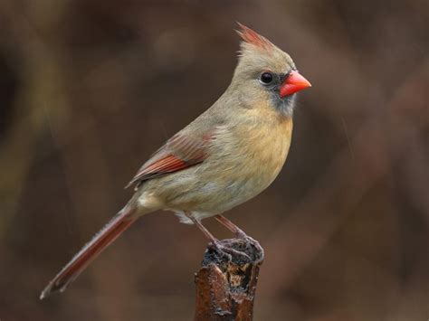 Baby Cardinal Birds Facts Donnie Acker