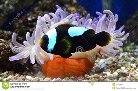 Nemo Fish And Sea Anemone Stock Photo Image Of Colorful 33935466