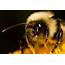 Say BeesHow Not To Bumble Your Bee Photography – Entomological Society 