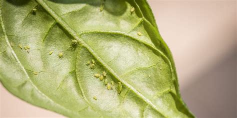 How To Get Rid Of Aphids On Houseplants Including Natural Treatments