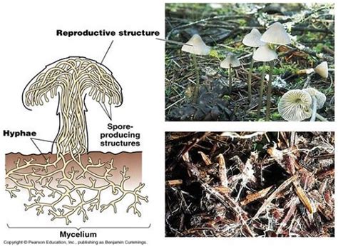Difference Between Mycelia and Hyphae | Difference Between