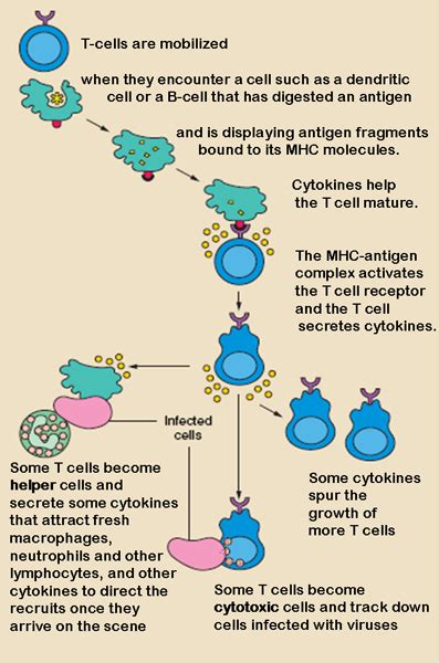Cell-mediated Immunity: Definition & Response - Biology Class | Study.com