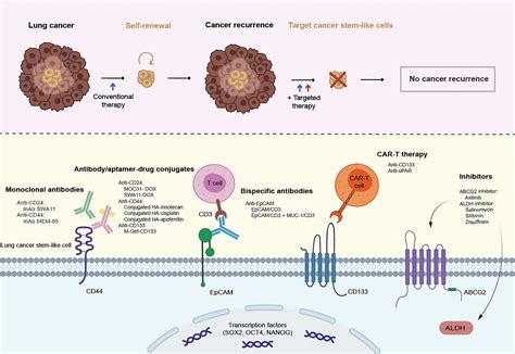 Frontiers Lung Cancer Stem Cell Markers As Therapeutic Targets An