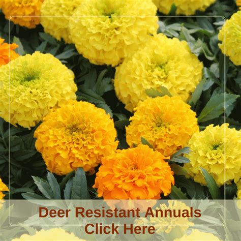Deer Resistant Fall Annual Flowers Beautiful Annuals That Keep The