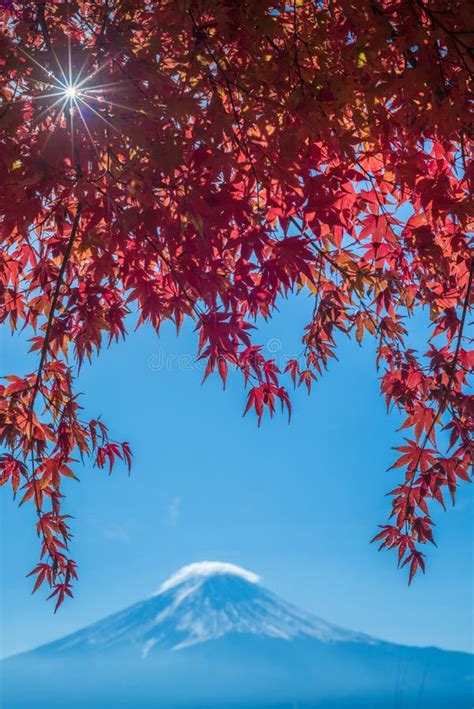 Mount Fuji And Autumn Maple Leaves Kawaguchiko Lake Japan Stock Image