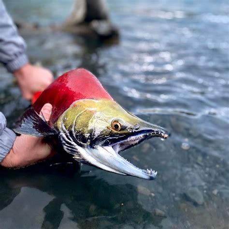 Big Win for Many Alaskans as EPA Thwarts Development of Bristol Bay’s
