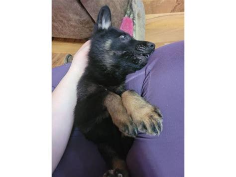 We did not find results for: German shepherd puppies for adoption in Cassville ...