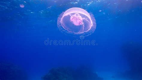 Beautiful Jellyfish Floating Among Coral Reef Stock Photo Image Of