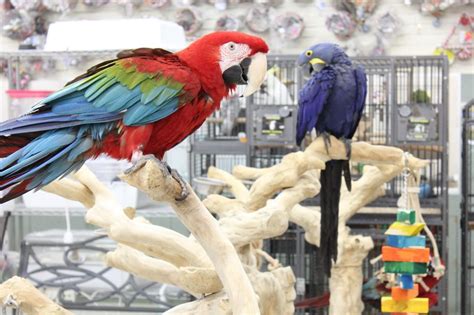 36 Exotic Pet Shop Nj Photos Animal Lovers Love To Have These Pets