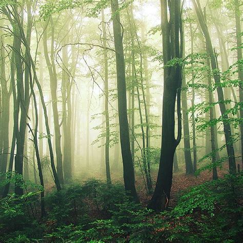 Mist By Megson On Deviantart Mists Tree Forest