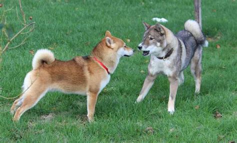 Shikoku Dog Temperament Lifespan Shedding Puppy