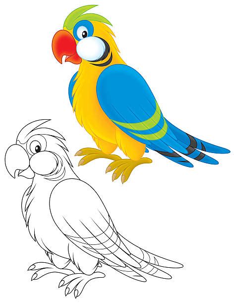 Best Parrot Outline Illustrations Royalty Free Vector Graphics And Clip
