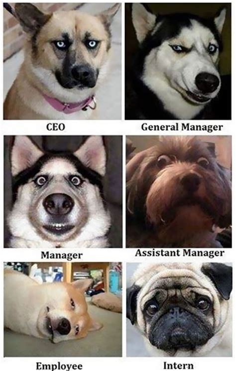 These funny pets have gone viral thanks to their sheer cuteness﻿. 10+ Funny Memes About Work That You Shouldn't Be Reading ...