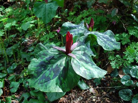 For thousands of years native americans have used herbs to not only heal the body but, also to purify the spirit and bring balance into their lives and their surroundings. 391 best images about North American Wild Flowers on ...