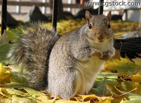 Squirrel In Autumn Leaves Squirrel Girl Cute Squirrel Squirrels