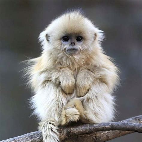 Cutest Monkey Ever Baby Animals Cute Baby Animals Cute Animals