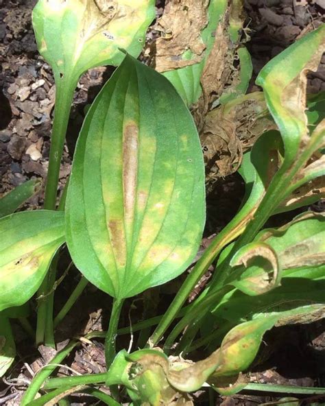 Why Does Hosta Leaves Turn Yellow With Images World Of Garden Plants