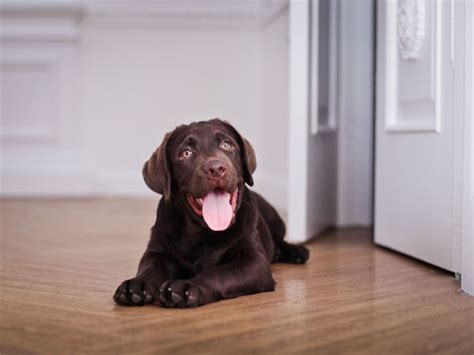 Teething is a process through which the baby gets the first tooth cutting through the gums. 3 Puppy Teething Tips That Will Save Your Stuff | petMD