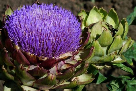 Growing Artichokes In Pots Containers Gardening Tips