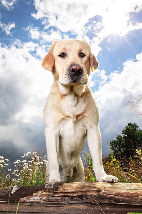 Yellow Labrador Retriever On Green Forest Meadow Stock Image Image Of