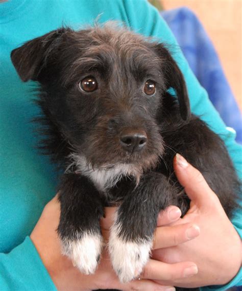 Please indicate which type of adoption you prefer.* The Poetry Puppies debut for adoption today.