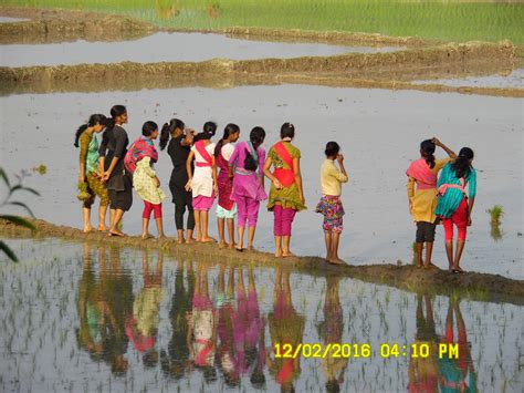 Bd Life Bangladeshi Village Life