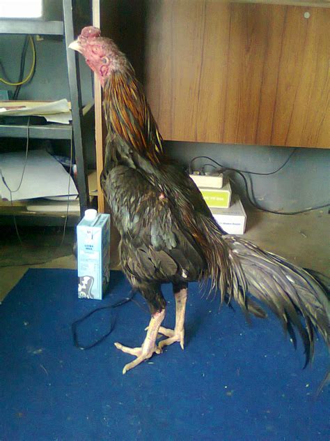 Bulu ayam yang paling banyak di buru para botoh lawas karena ke unggul annya, bulu ayam ayam bangkok yang memiliki. Warna bulu untuk ayam aduan yg berkualitas - EkoDoc