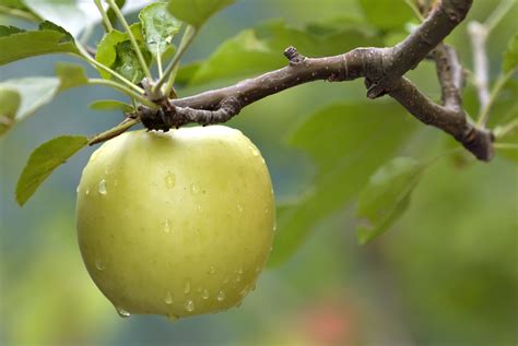 Ask us about our desertscape design projects and water conservation tips. Mutsu Apple Tree | Fruit, Fruit trees, Fruit plants