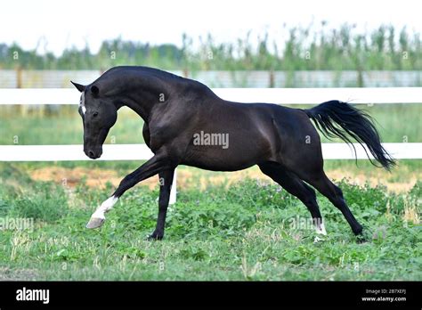Black Akhal Teke Stallion Running In Fast Gallop Along White Fence In