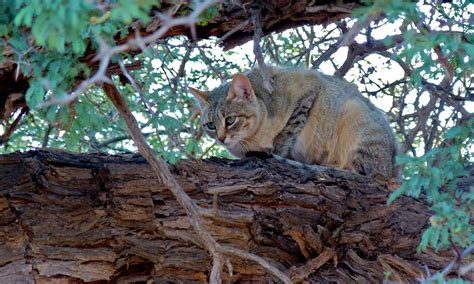 From Wild Cats To Adventure Felines Us Department Of The Interior
