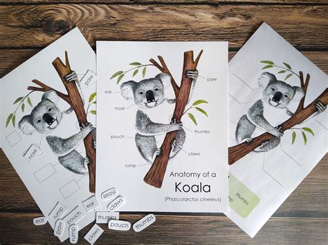 Koala Anatomy Pack Homeschool Printable Nature Study Etsy