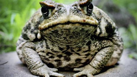 Poisonous Toads Roaming In Florida Could Be Deadly For Your Pets