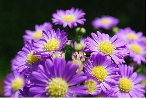 Maybe you would like to learn more about one of these? flowers and purple with yellow centers.jpg | Purple flower ...