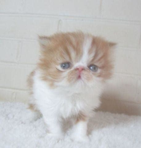 Our persian and himalayan kittens are available after they are 8 week old with their first shots and health guaranteed. Adorable Persian Female Kittens for Sale in Portland ...
