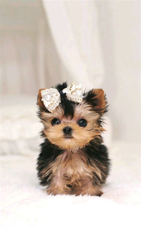 A place for really cute pictures and videos!. Adorable puppy | Cute puppy wallpaper, Cute dog wallpaper ...