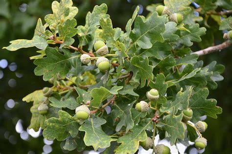Purchasing an oak sapling 2 to 4 inches (2.5 to 5 cm) in diameter is less complicated and requires less maintenance. The Fruit Of The Oak Tree Oak In The Acorn Fruit | Casey Trees